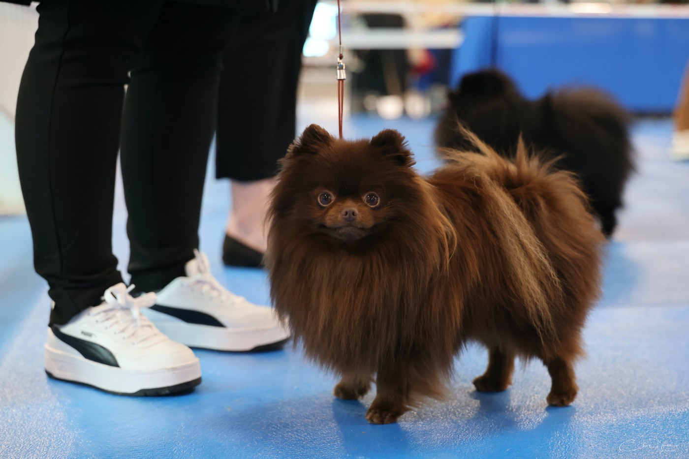 CH. Black Moon Star's Vulcain