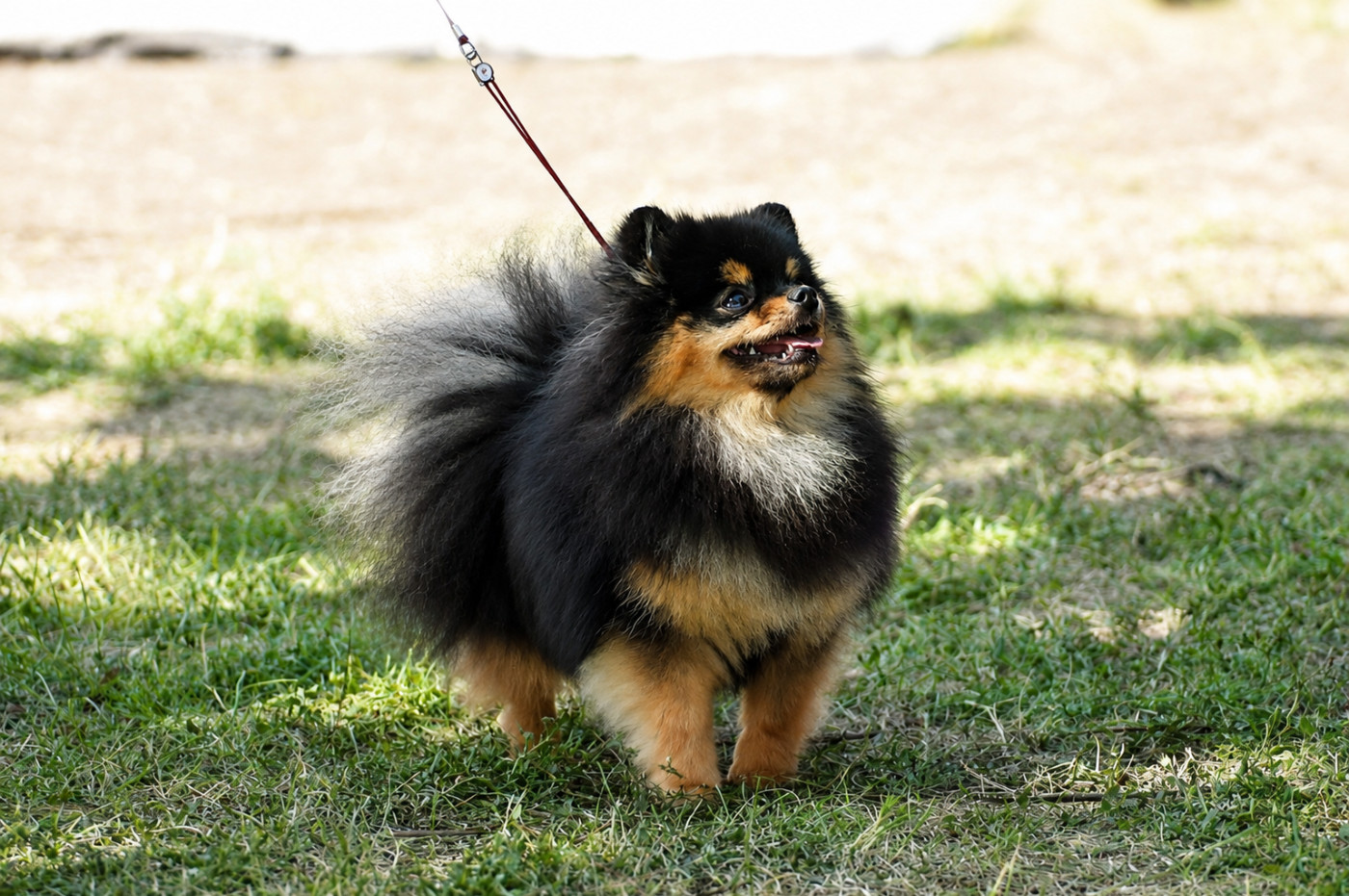 Aria Pomeranian Kennel
