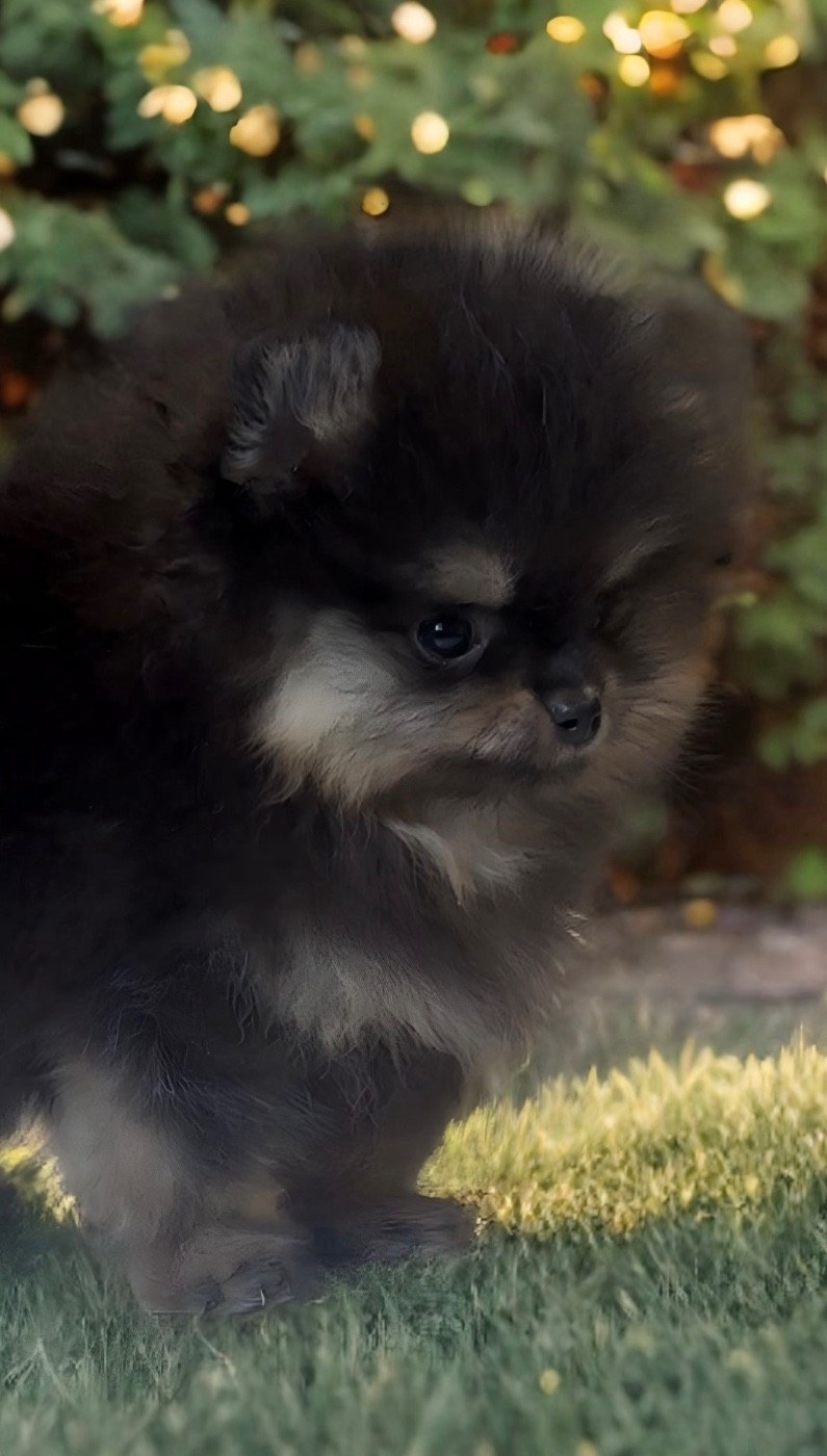 Aria Pomeranian Kennel